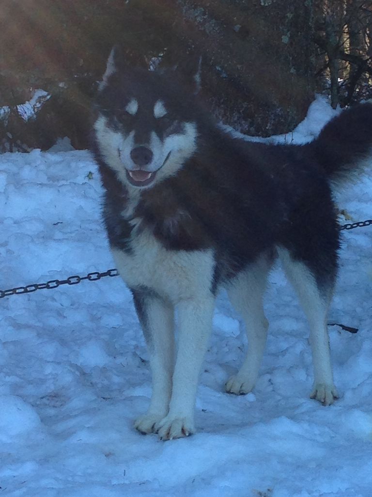 Magic Wolf Lune noire dit loupy