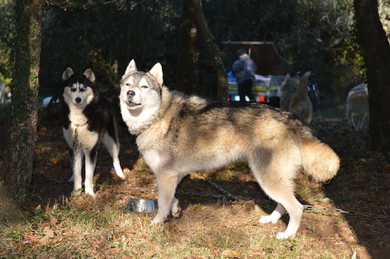 Magic Wolf Jade