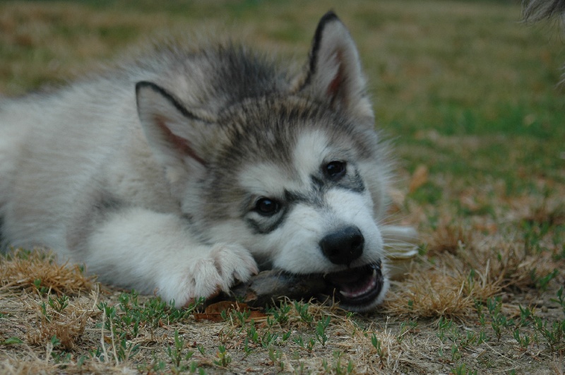 Houmiack of Red Eyes Woolf Shadow