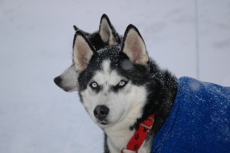 Magic Wolf Alaska 1