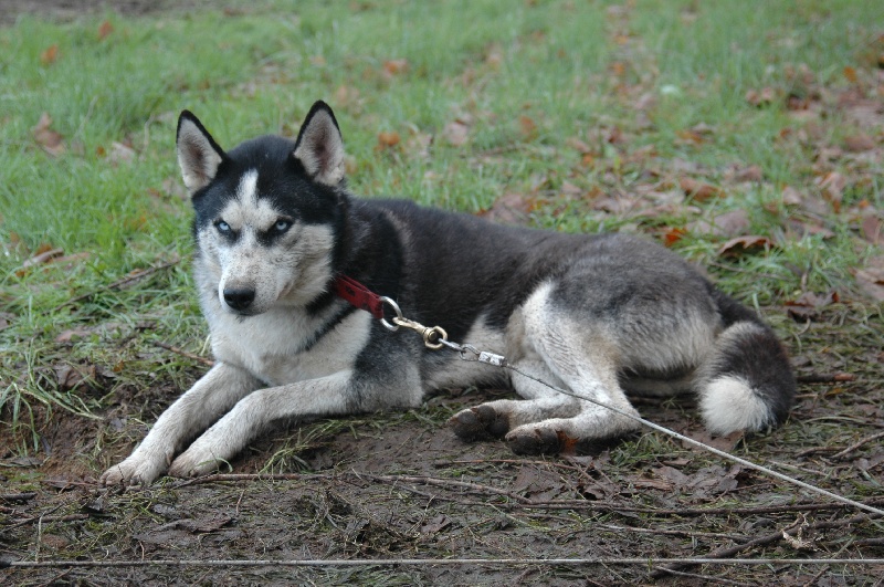 Magic Wolf Alaska 1