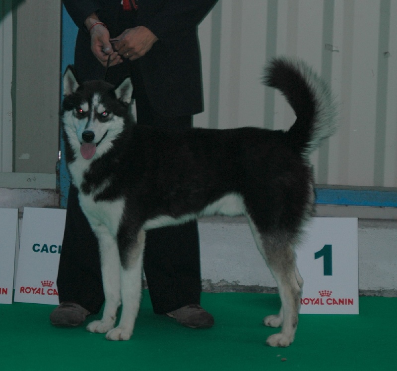 CH. Magic Wolf Altaïr - assez bon, non classé