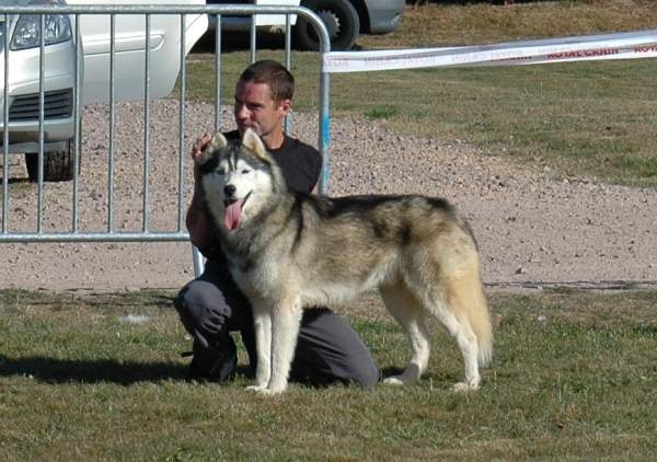 CH. Anaky des reves des neiges - non classé champion mâle