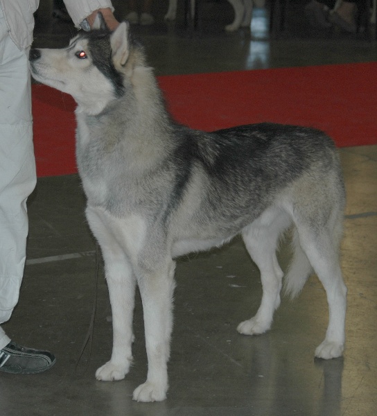 CH. Anaky des reves des neiges - 3eme Très bon classe intermédiare