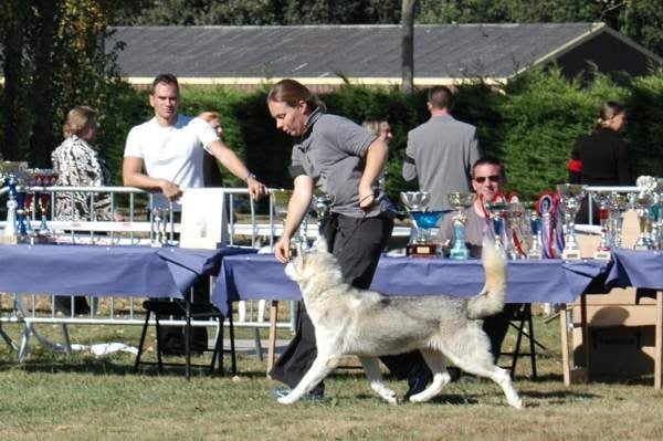 Arkouna Dream's Fusion star - excellent ouverte mâle