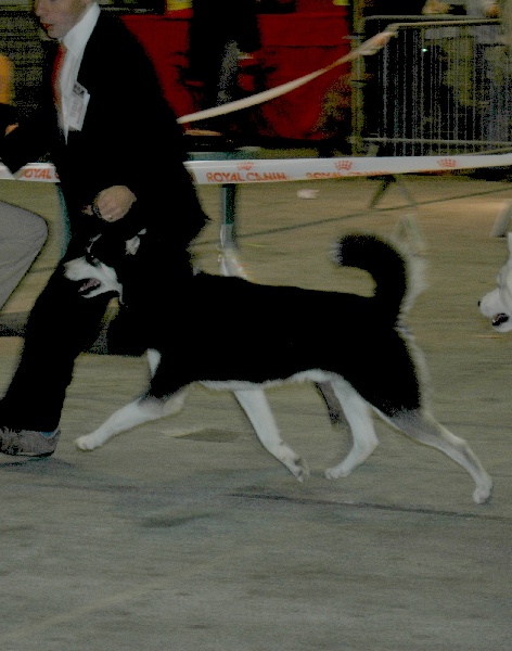 CH. Magic Wolf Altaïr - 2ème excellent