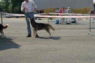 CH. Black magic big boy (dit boréal) Corsicahusky - 1er excellent intermédiaire male