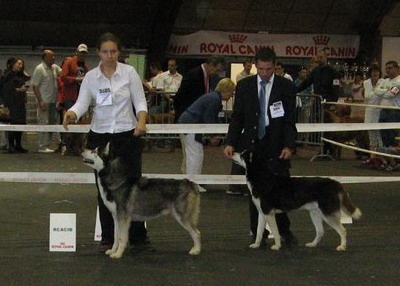 CH. Black magic big boy (dit boréal) Corsicahusky - 1er excellent ouverte male CACS, RCACIB récupère l'IB du champion