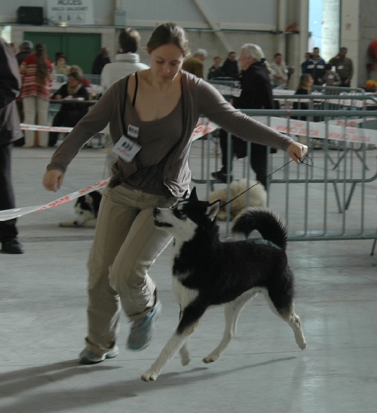 CH. Magic Wolf Altaïr - 1er tres bon