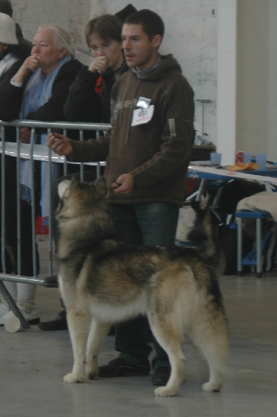 CH. Anaky des reves des neiges - 2ème excellent Classe ouverte male