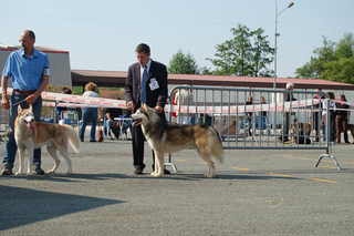 CH. Anaky des reves des neiges - 2ème excellent ouverte male