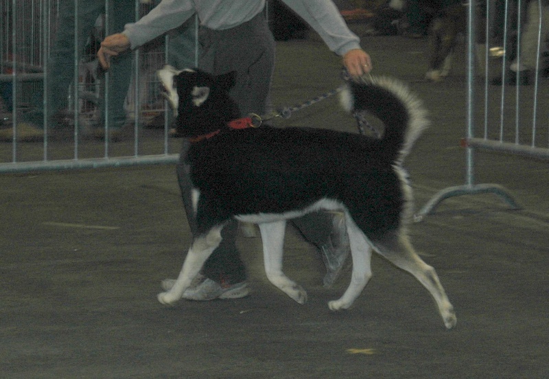 CH. Magic Wolf Altaïr - 1er tres bon