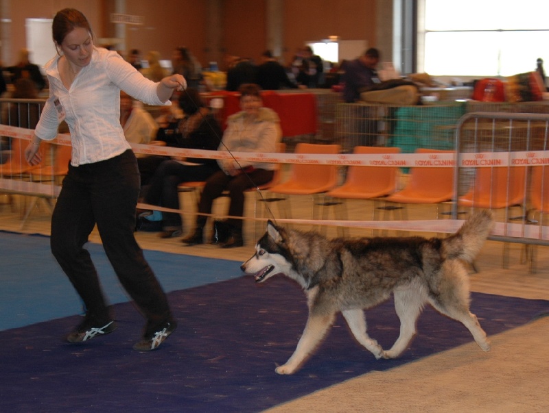 CH. Black magic big boy (dit boréal) Corsicahusky - 1er excellent intermédiare male