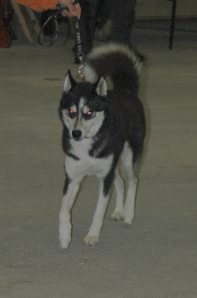 CH. Magic Wolf Altaïr - Très bon en classe utilisation male