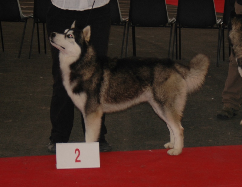 CH. Black magic big boy (dit boréal) Corsicahusky - 2eme excellent intermédaire male