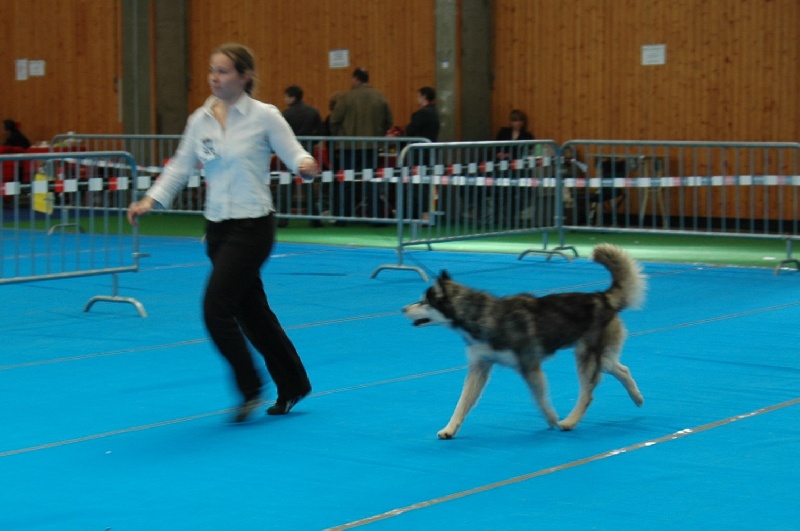 CH. Black magic big boy (dit boréal) Corsicahusky - 1èr excellent travail male