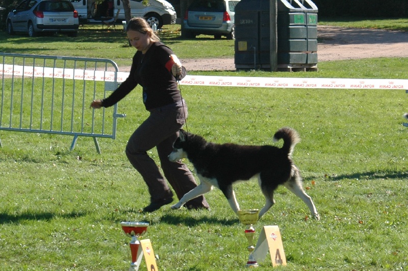 CH. Magic Wolf Altaïr - 5eme champion mâle /5