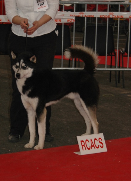 CH. Magic Wolf Altaïr - 1er excellent travail male RCACS