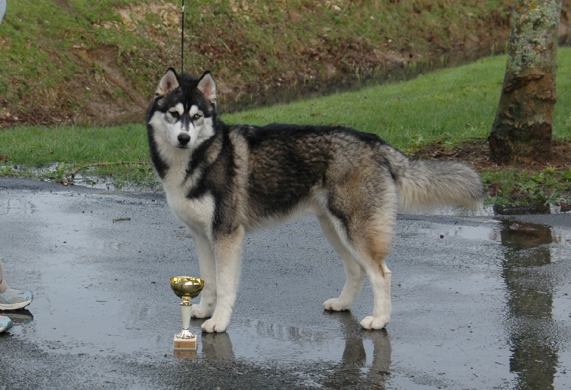 CH. Black magic big boy (dit boréal) Corsicahusky - tres prometteur