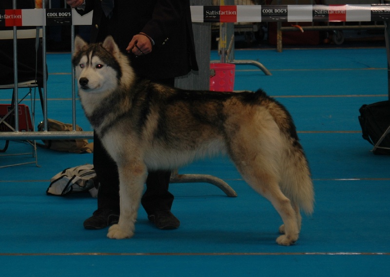 CH. Anaky des reves des neiges - 3eme excellent ouverte male
