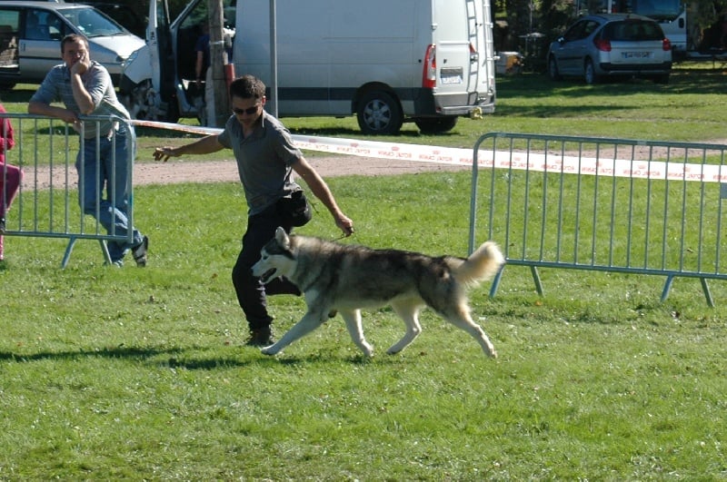 CH. Anaky des reves des neiges - 4eme champion mâle/5