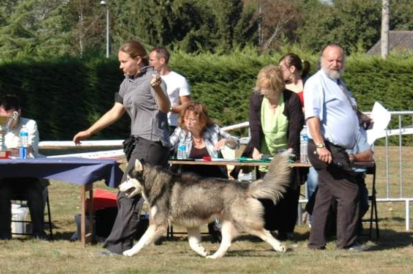 CH. Black magic big boy (dit boréal) Corsicahusky - Reste recommandé en travail mâle