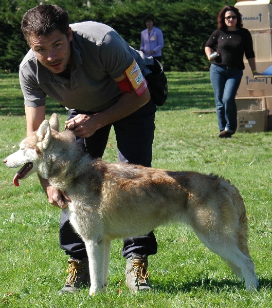 Magic Wolf Guess - recommandée en classe inter femelle