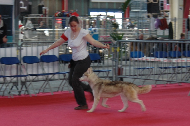 Magic Wolf Guess - 1ère excellent inter femelle + confirmation