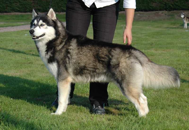 CH. Black magic big boy (dit boréal) Corsicahusky - reste recommandé