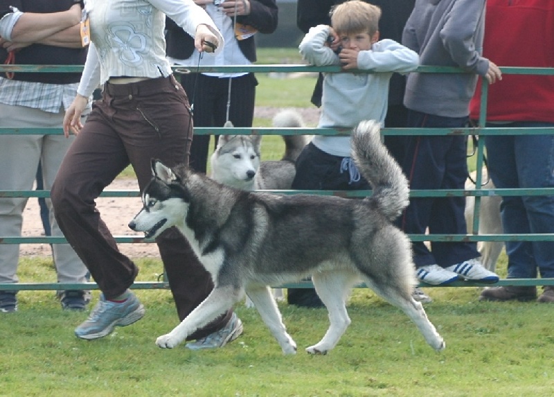 CH. Black magic big boy (dit boréal) Corsicahusky - excellent en classe intermédiare male