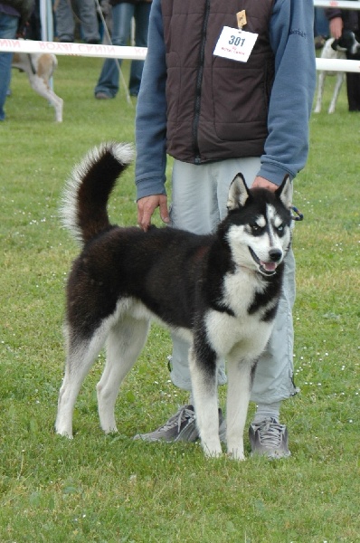 CH. Magic Wolf Altaïr - 4eme excellent