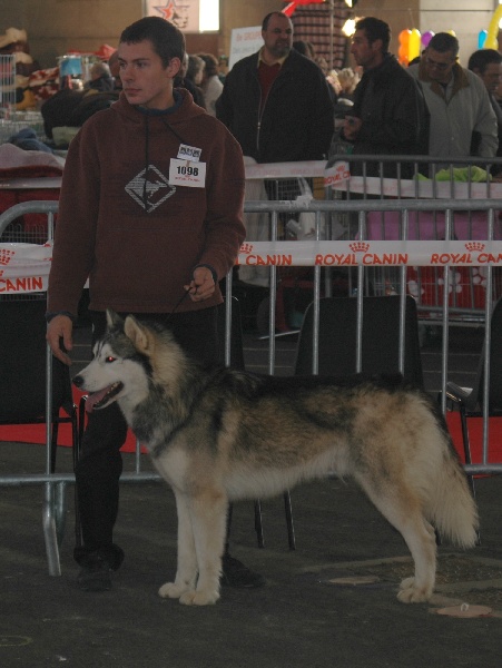 CH. Anaky des reves des neiges - 4eme excellent ouverte male