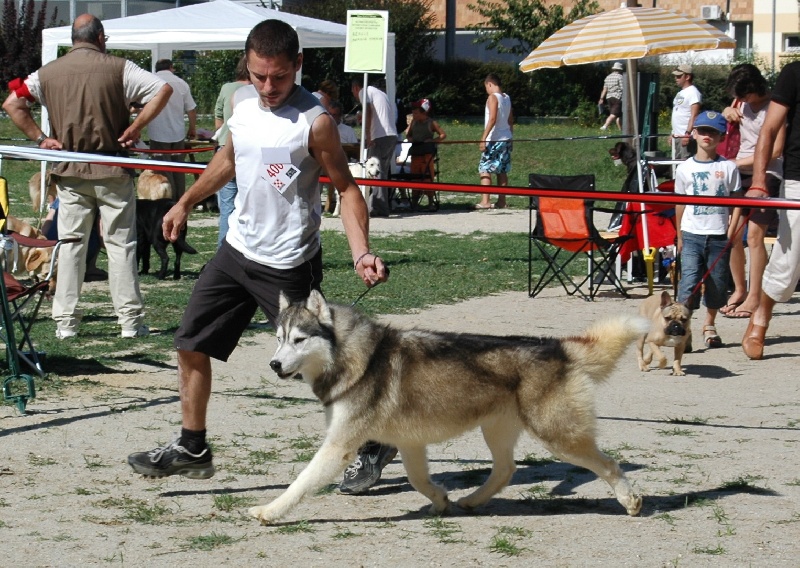 CH. Anaky des reves des neiges - 1er excellent CACS meilleur de race ouverte male