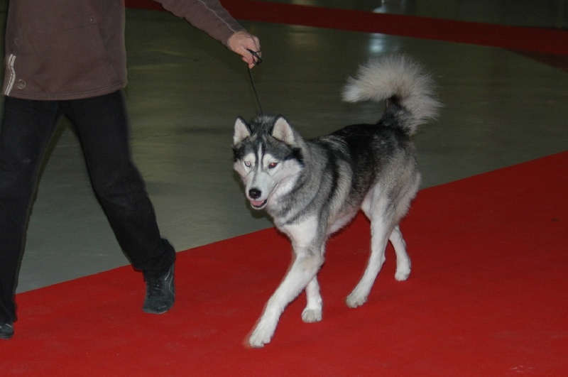 CH. Anaky des reves des neiges - 1er excellent RCACS classe intermédiare male