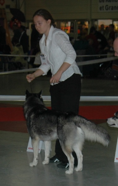 CH. Black magic big boy (dit boréal) Corsicahusky - 1 er excellent classe jeune male et meilleur jeune