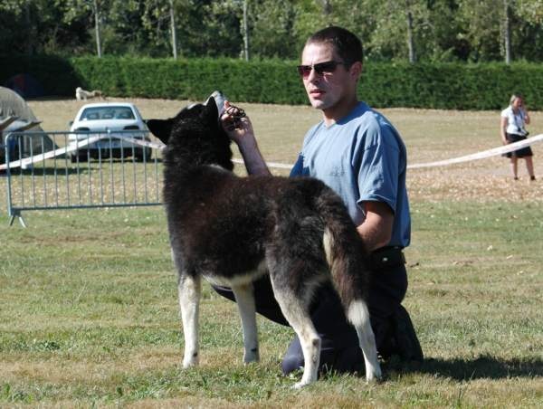 CH. Magic Wolf Altaïr - Reste recommandé en travail mâle