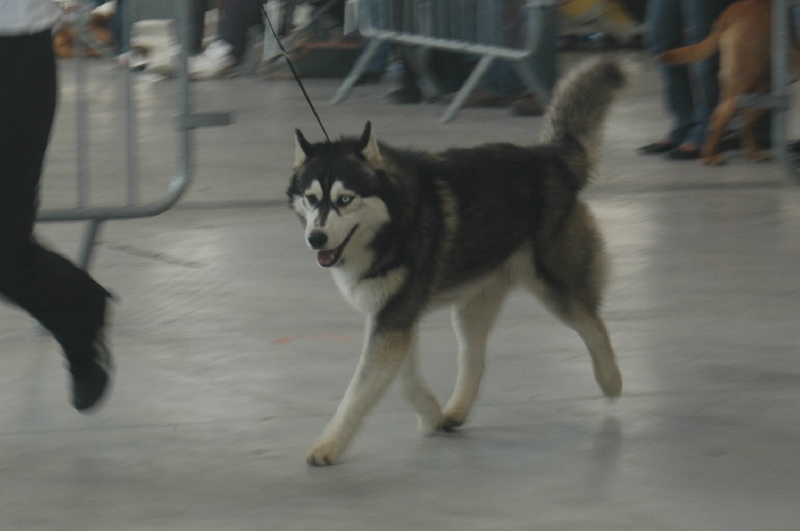 CH. Black magic big boy (dit boréal) Corsicahusky - 1er excellent classe intermédiaire male