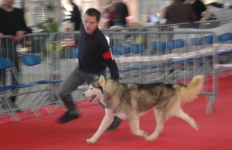 CH. Anaky des reves des neiges - 3eme excellent travail mâle
