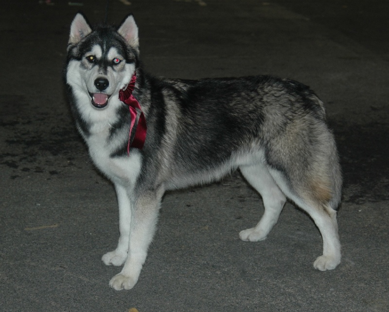 CH. Black magic big boy (dit boréal) Corsicahusky - Tres prometteur