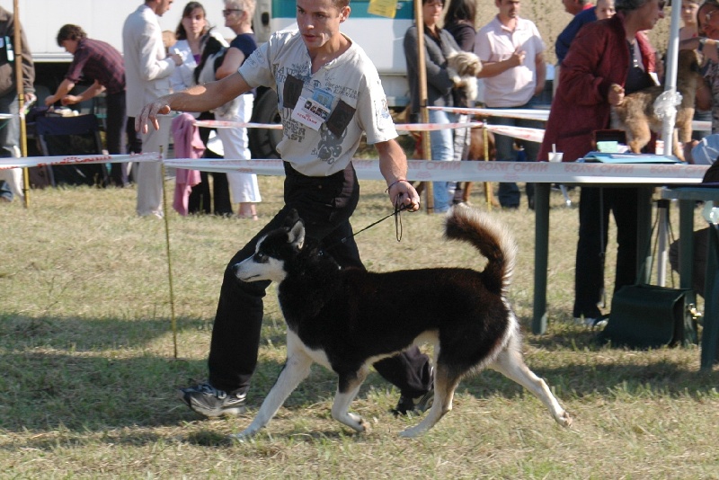 CH. Magic Wolf Altaïr - 1er exellent RCACS travail male