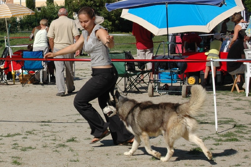 CH. Black magic big boy (dit boréal) Corsicahusky - 1ère excellent travail male RCACS