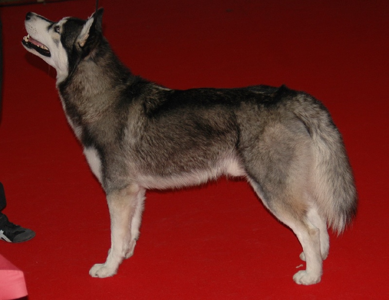 CH. Black magic big boy (dit boréal) Corsicahusky - 3 ème excellent classe jeune male