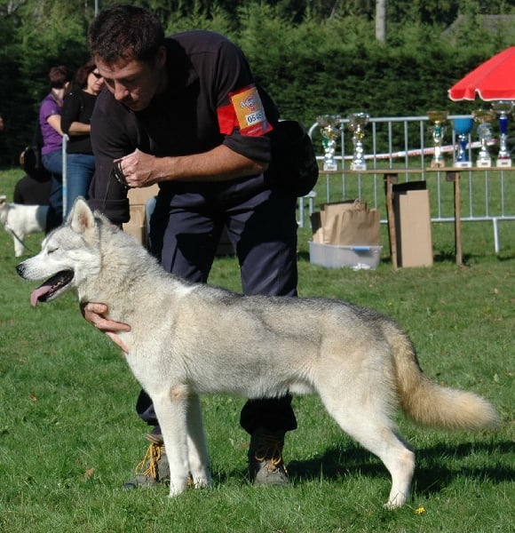 Arkouna Dream's Fusion star - excellent en ouverte mâle