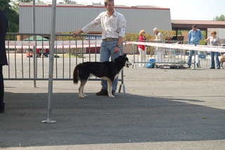 CH. Magic Wolf Altaïr - 2ème excellent travail male