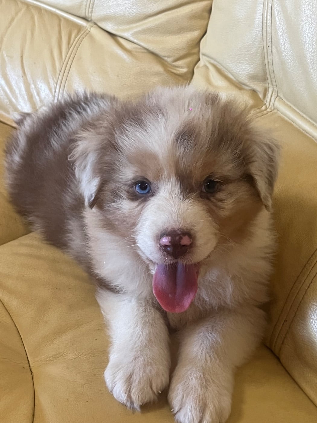 Chiot N°5 - Berger Australien