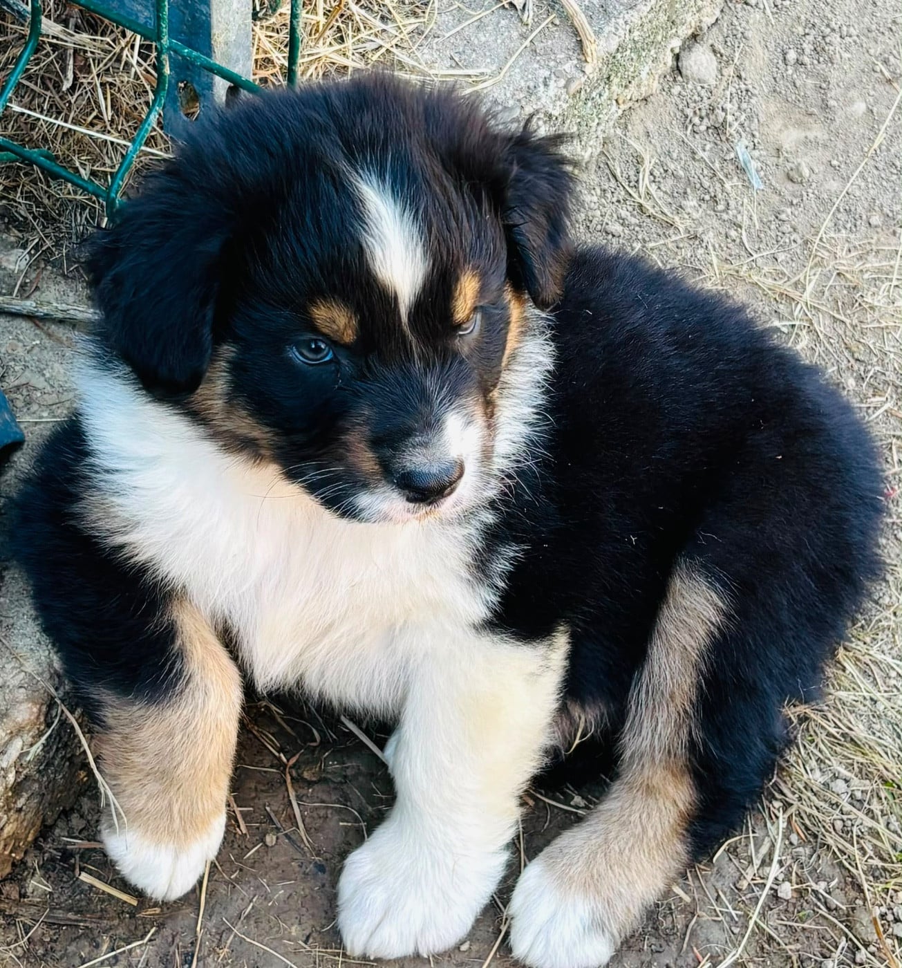 Chiot N°8 - Berger Australien