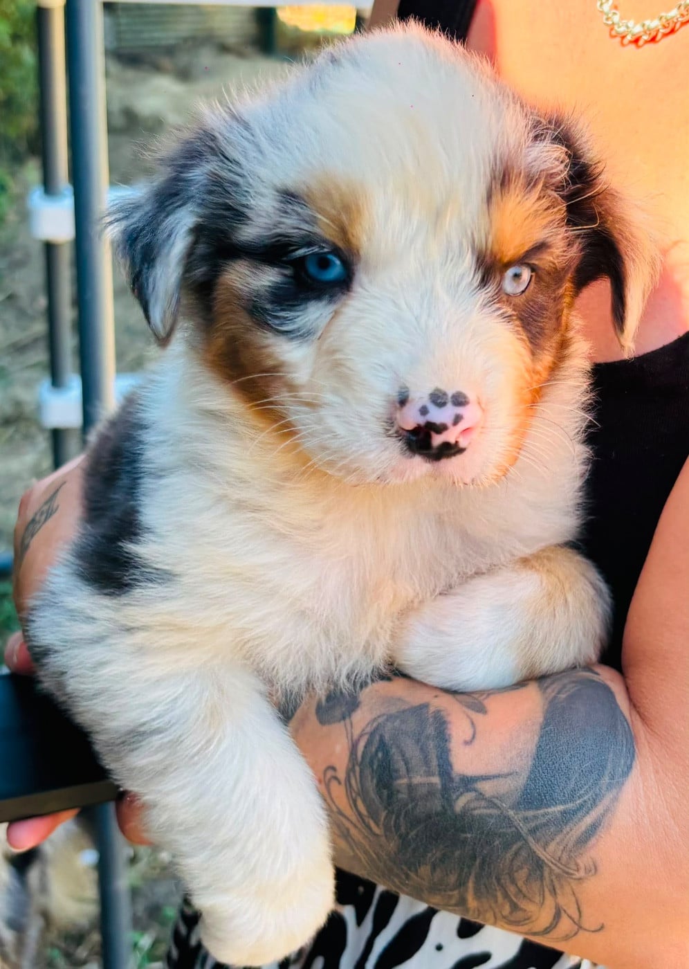 Chiot N°7 - Berger Australien