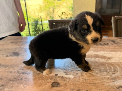 Les chiots de Berger Australien