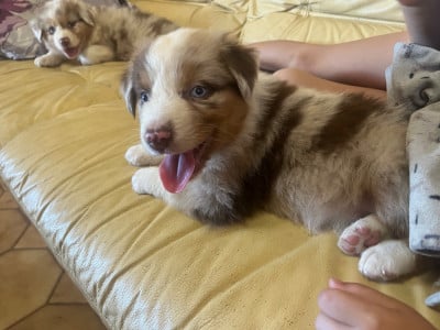 Les chiots de Berger Australien