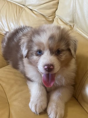 Les chiots de Berger Australien